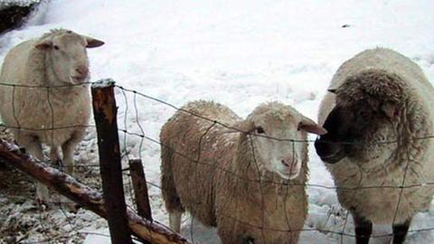 Schafe auf einer Weide im Winter