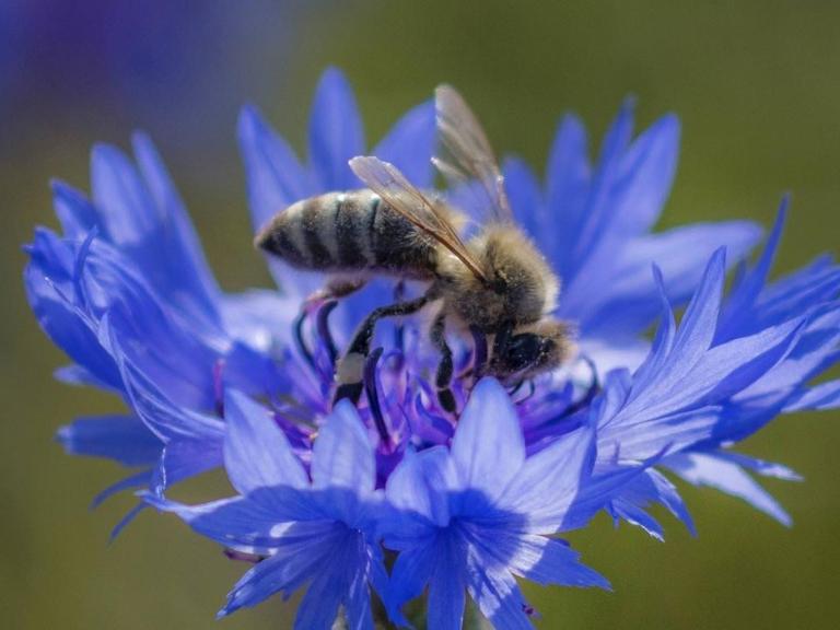 Eine Honigbiene sitzt auf einer leuchtend blauen Kornblume.