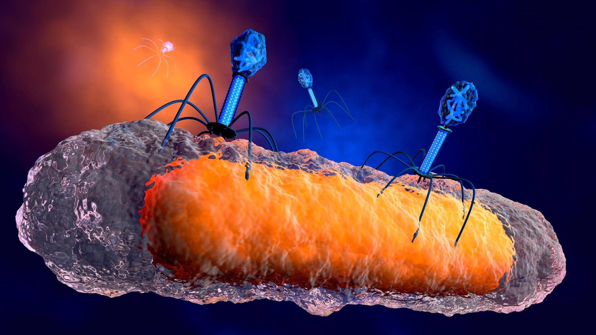 Eine Illustration zeigt Phagen, die ein Bakterium angreifen.