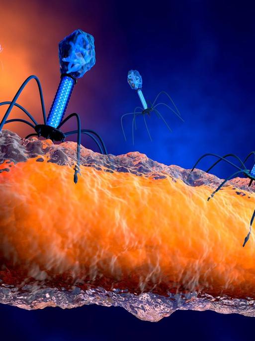 Eine Illustration zeigt Phagen, die ein Bakterium angreifen.