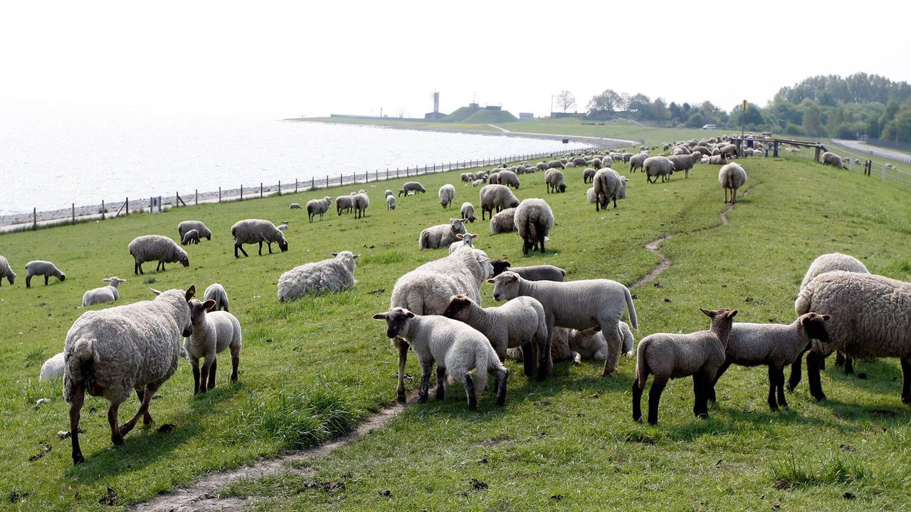 Schafe stehen auf einer Weide