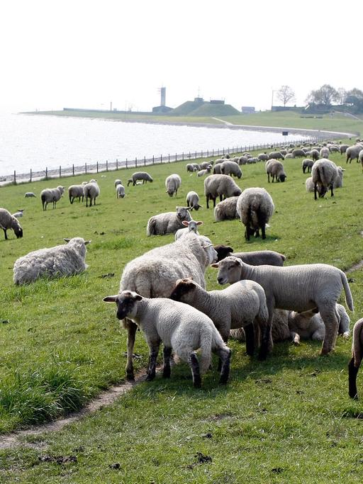 Schafe sind für die Deichsicherheit unverzichtbar. Entlang der Küstenstraße "Am Tiefen Fahrwasser" bei Wilhelmshaven weiden fast überall Schafe. Etwa 270 Schäfereien tragen in Niedersachsen und Schleswig-Holstein zum Erhalt der Deiche und damit zum Schutz einer Landesfläche von insgesamt 4700 km² bei. Die Schafe halten das Gras kurz und treten auch den Boden fest. Löcher durch Maulwürfe oder Wühlmäuse werden von den Schafen zugetreten.