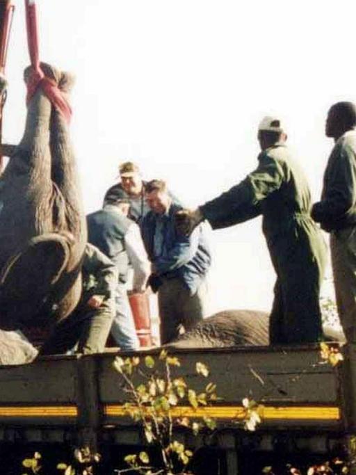 Am 08. Juli 2003 wird ein Elefant im Kruger Nationalpark per Kran einen Lastwagen geladen