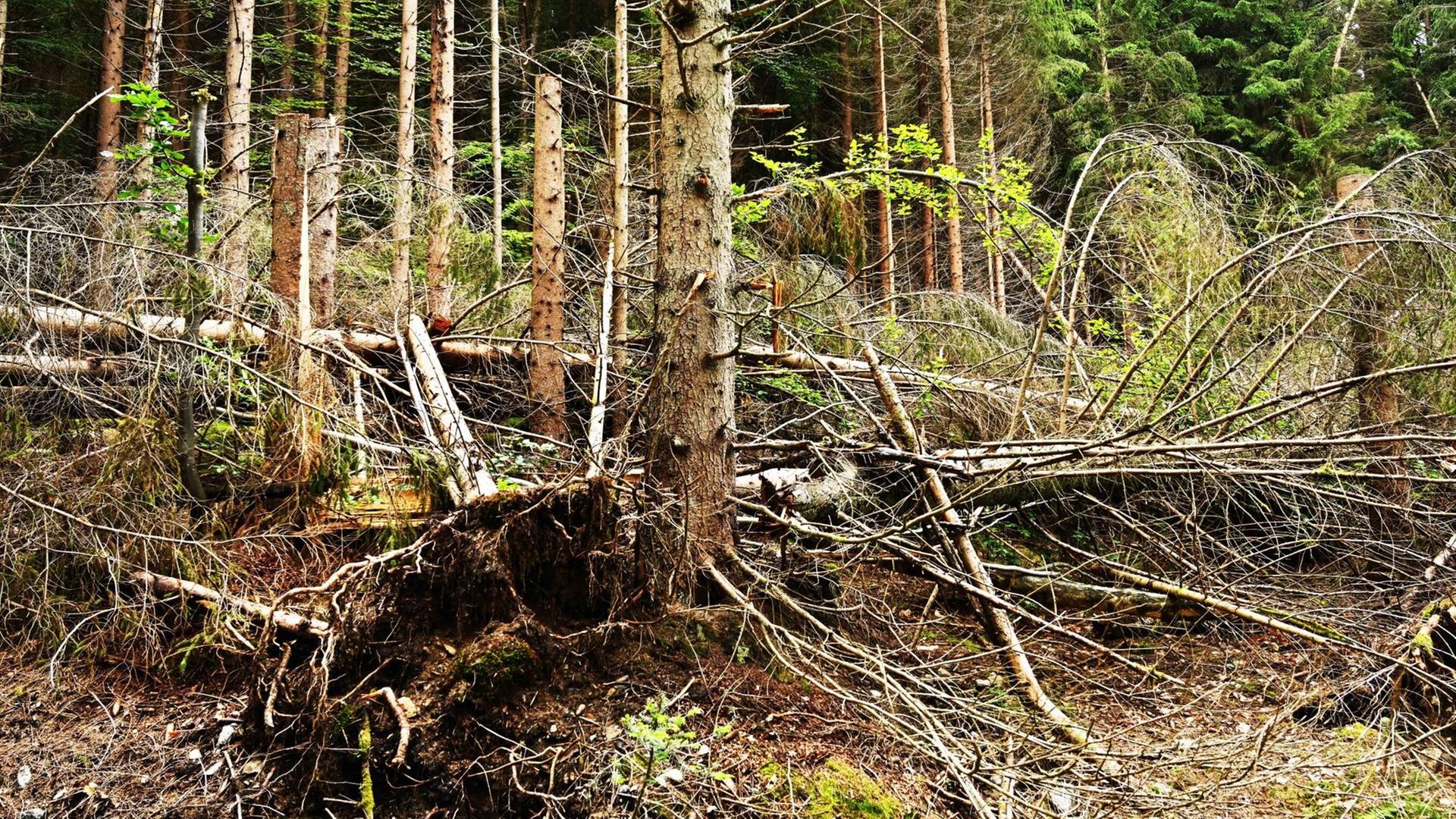 Das Bild zeigt ausgetrocknete und abgestorbene Bäume im Bayerischen Wald.