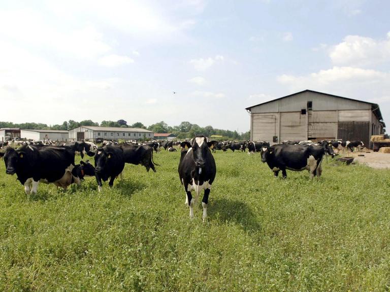 Eine Herde von Milchkühen steht auf einer Weide eines Milchviehbetriebes