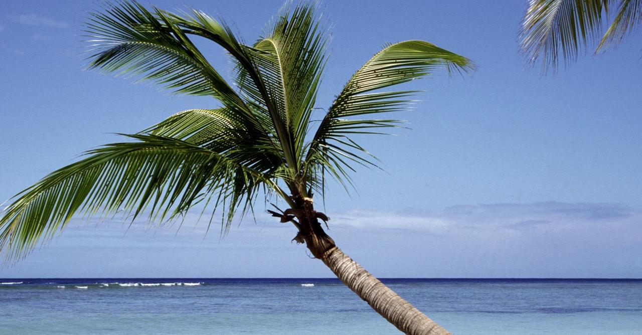Eine Palme an einem Strand - im Hintergrund das Meer.