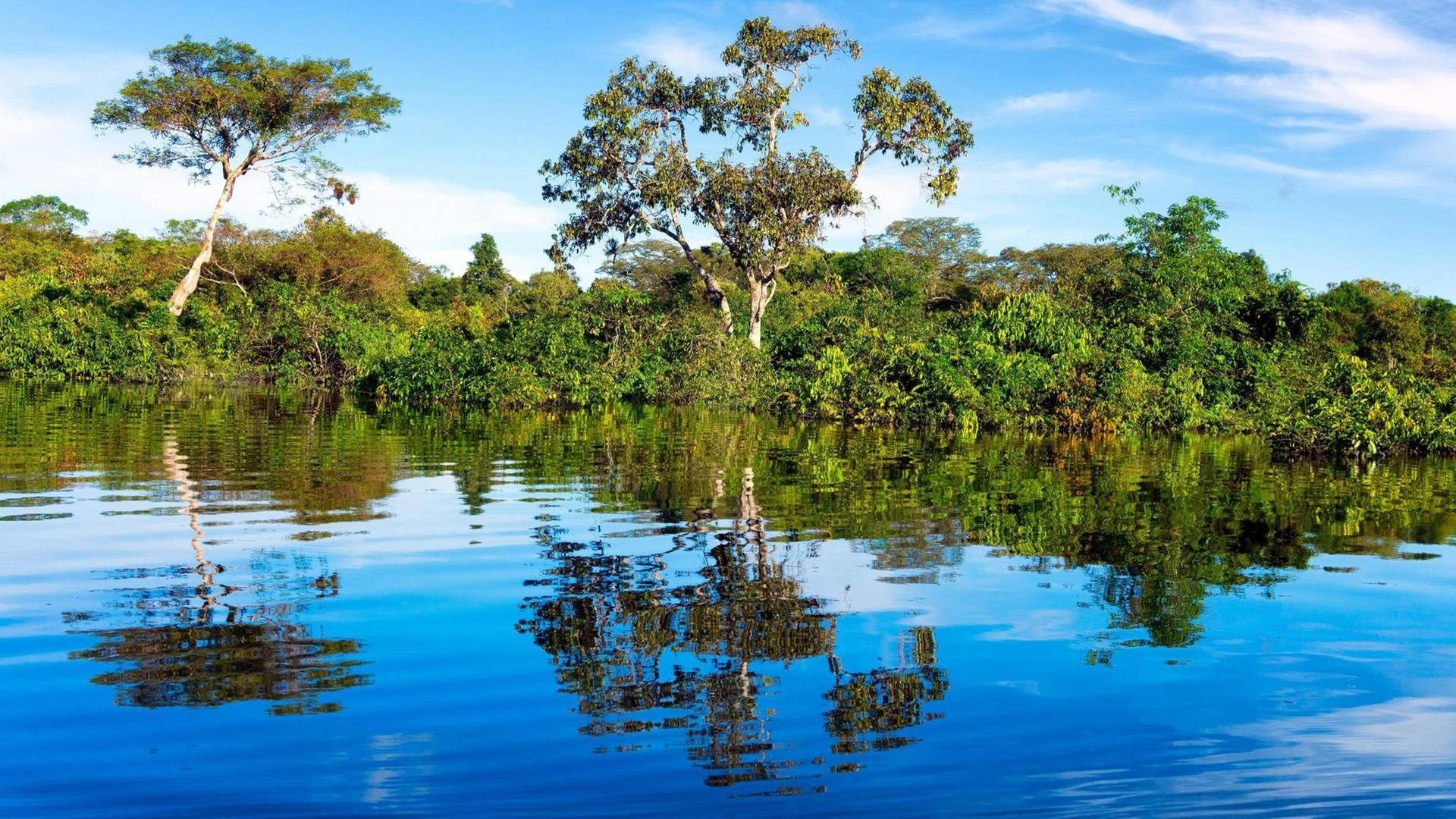 Der Regenwald spiegelt sich im Wasser im Amazonas-Gebiet