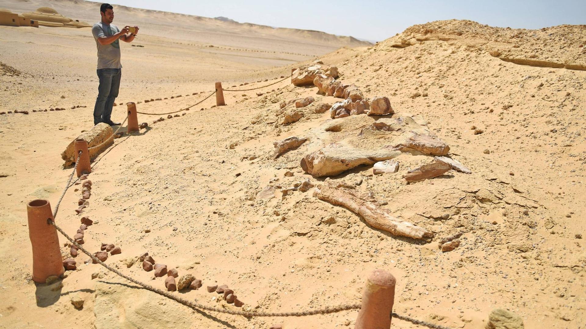 Ein Tourist macht im ägyptischen "Tal der Wale" eine Aufnahme von fossilen Überresten.