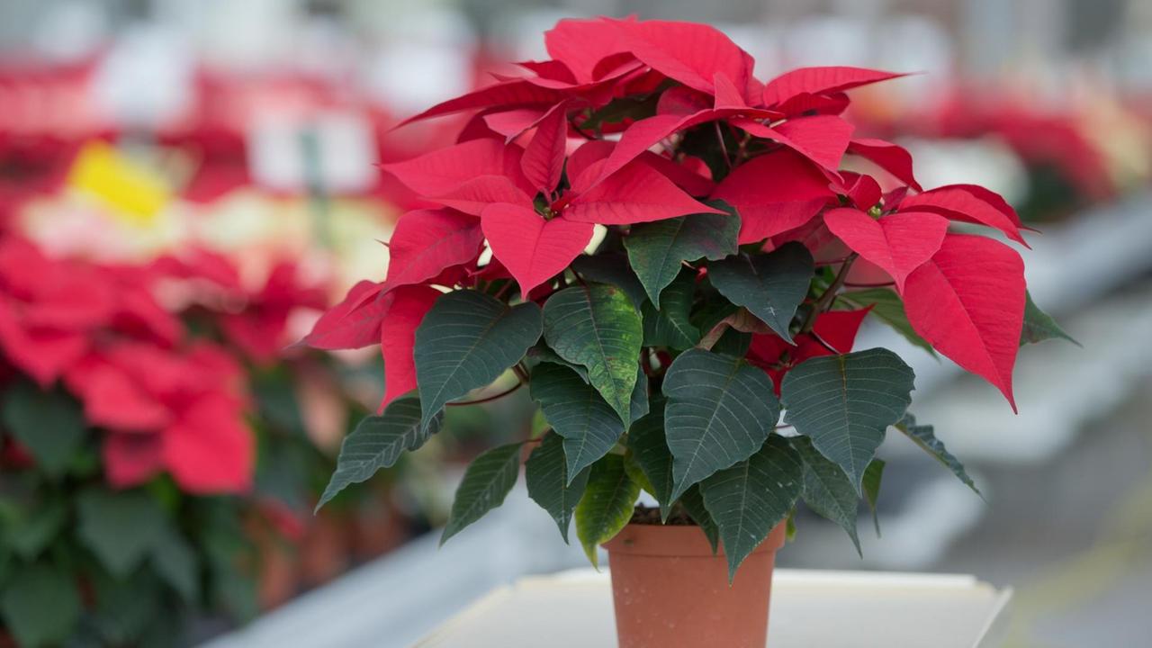 Ein Weihnachtsstern mit roter Farbgebung steht am 09.11.2015 in einem Gewächshaus der Bayerischen Landesanstalt für Weinbau und Gartenbau (LWG) in Veitshöchheim (Bayern). Ein Weihnachtsstern mit roter Farbgebung steht am 09.11.2015 in einem Gewächshaus der Bayerischen Landesanstalt für Weinbau und Gartenbau (LWG) in Veitshöchheim (Bayern).