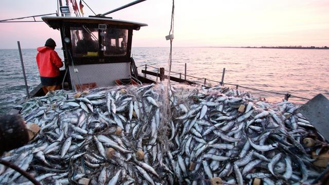 Ein Fischer an Bord seines Bootes. An Deck liegen Stell-Netze mit Heringen.