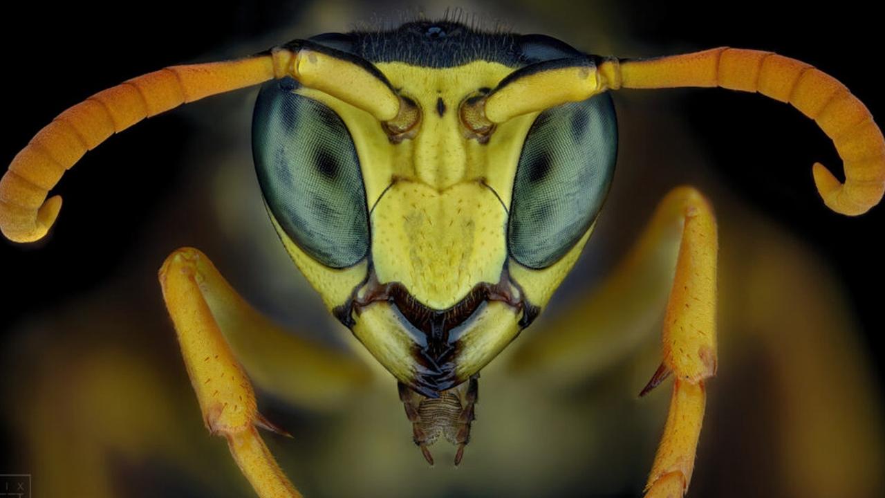 Makrofotografie - Kopf einer Wespe.