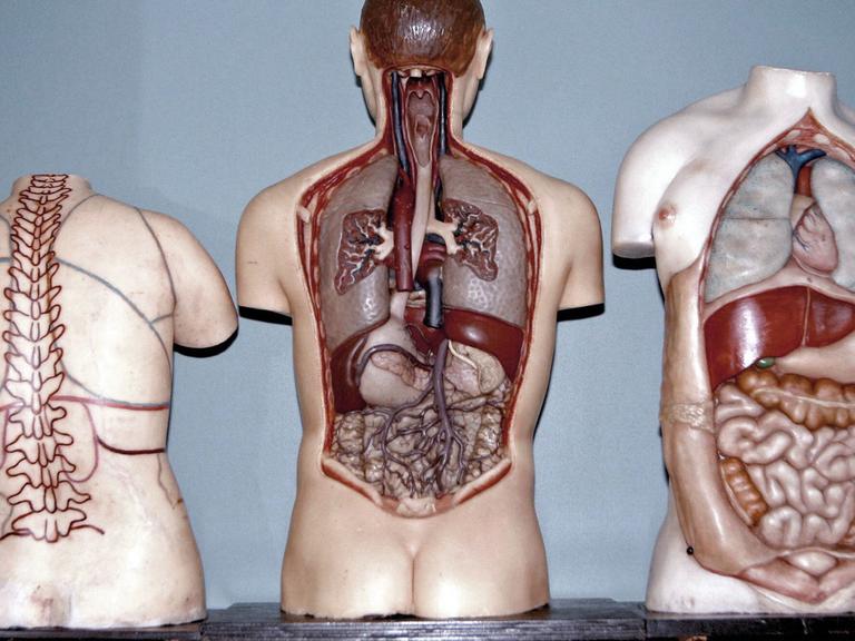 Anatomiemodelle aus der Anatomischen Sammlung der Ludwig-Maximilians-Universität in München