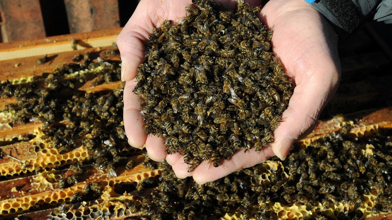 Tote Bienen, getötet durch Clothianidin, ein Pflanzenschutzmittel-Wirkstoff von Bayer, eingesetzt zur Bekämpfung von Mais-Schädlingen


