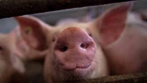 Eine Schweineschnauze reckt sich durch das Stallgatter