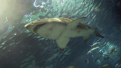 Ein Hai schwimmt in einem der Becken des L'Aquarium Barcelona, aufgenommen im Januar 2002