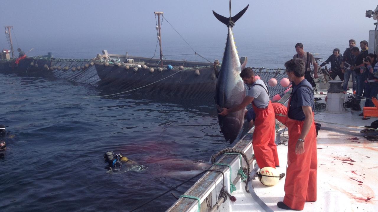 Thunfischfang vor der Küste Andalusiens hat eine lange Tradition