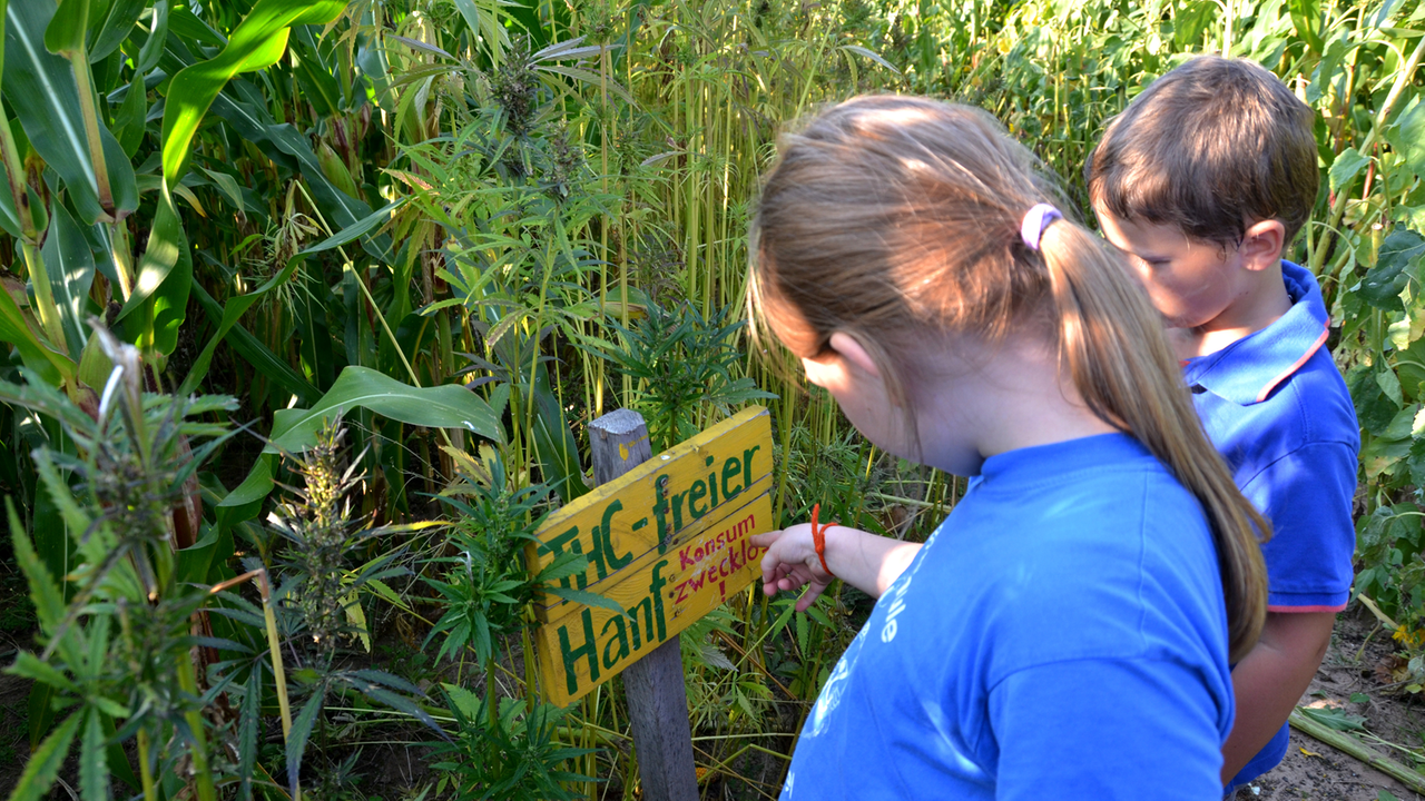 Kinder stehen in einem Maislabyrinth bei Frankenhausen (Landkreis Kassel) vor THC-freien Hanfpflanzen. 
