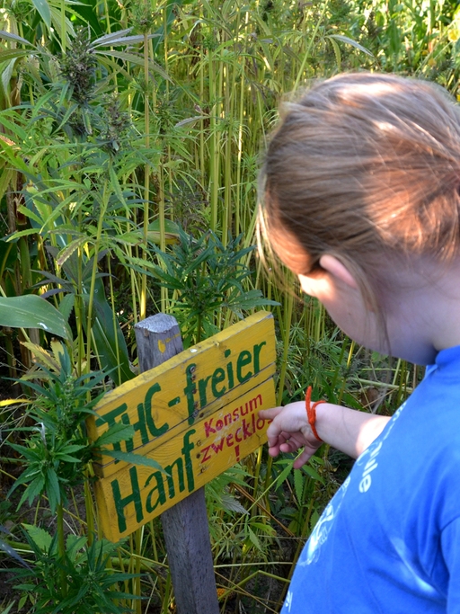 Kinder stehen in einem Maislabyrinth bei Frankenhausen (Landkreis Kassel) vor THC-freien Hanfpflanzen.