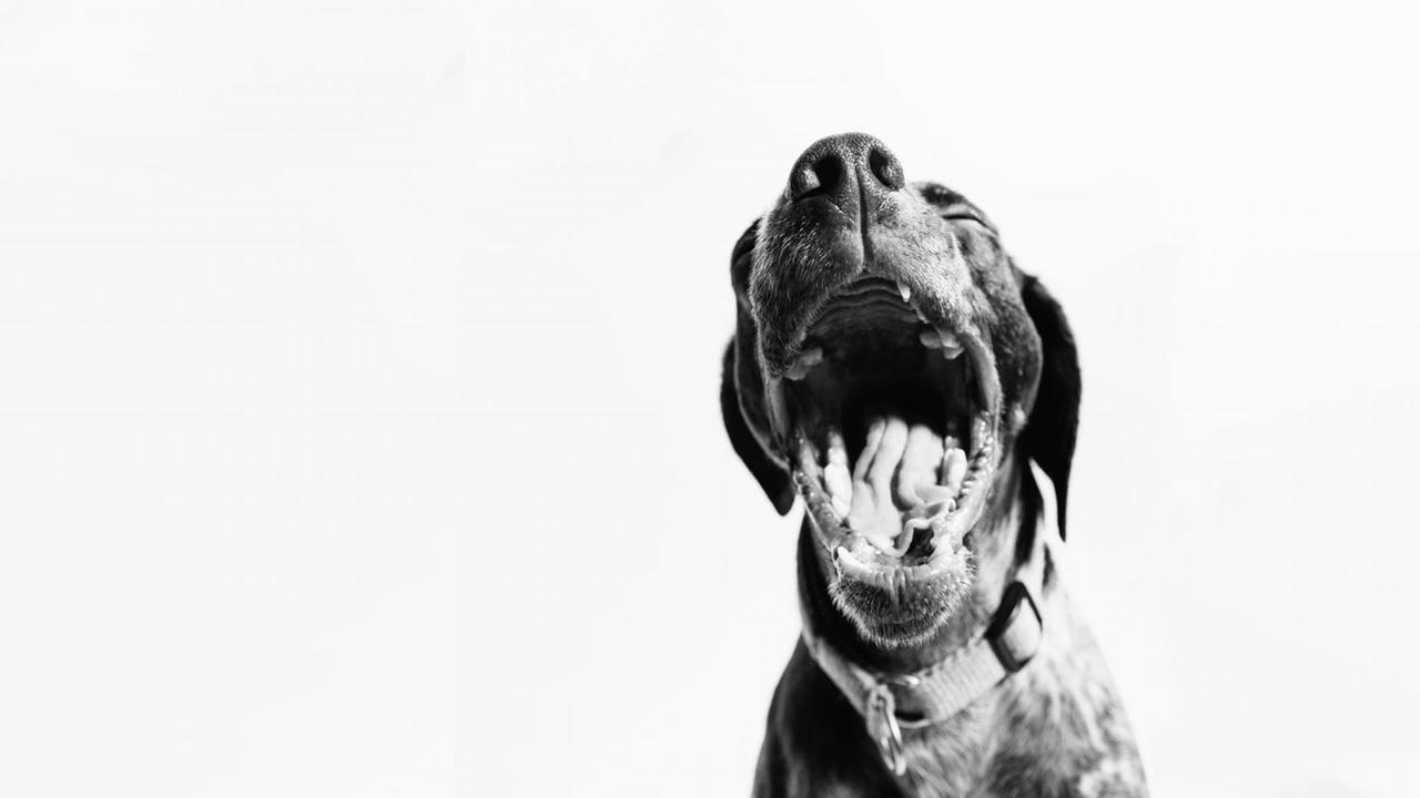 Schwarz-Weiß-Aufnahme eines gähnenden Hundes