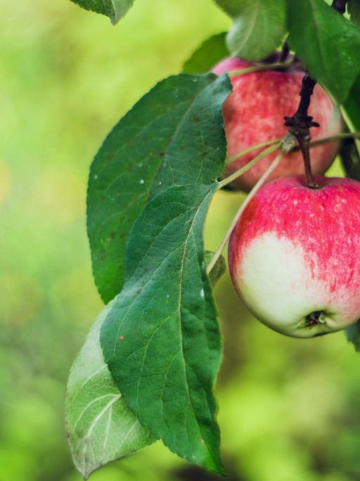 Äpfel hängen an einem Apfelbaum.
