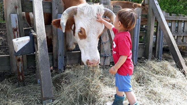 Ein kleiner Junge streichelt eine Kuh zwischen den Hörnern.