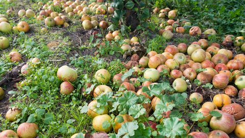Auf einer Apfelplantage in Frankfurt (Oder) liegen reife und schon überreife Äpfel auf dem Boden.