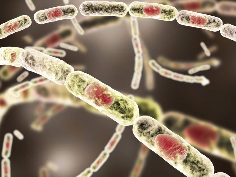 Der Milzbranderreger Bacillus anthracis in einer Computer-Illustration
