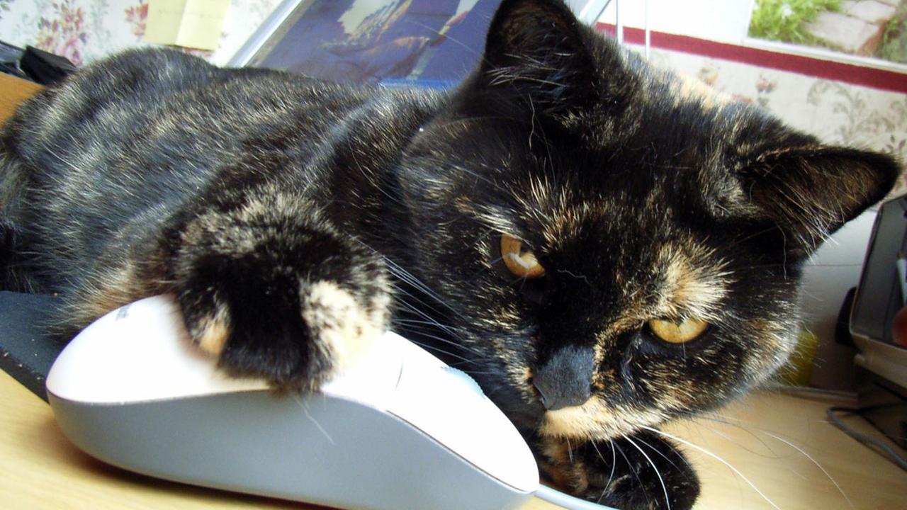 Wenn eine Katze am Computer sitzt und mit der Maus spielt, dann hat das immer etwas Merkwürdiges.