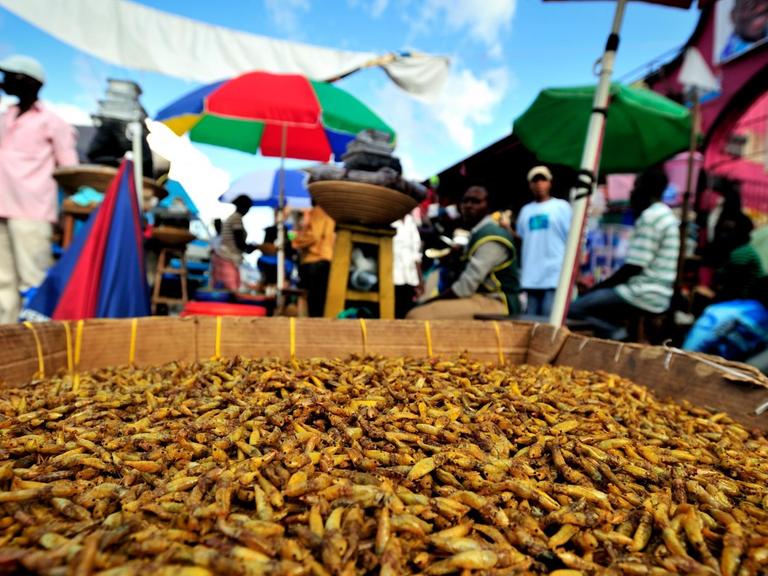 Heuschrecken werden in Uganda als beliebte Delikatesse auf einem Markt als Nahrungsmittel angeboten. Bei den Nsenene genannten Insekten handelt es sich um eine Laubheuschrecke.