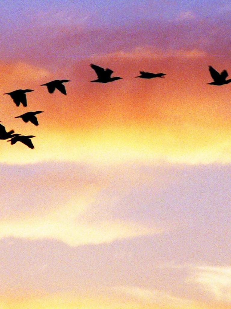 Wildgänse auf dem Weg in den Süden - vor rotem Abendhimmel.