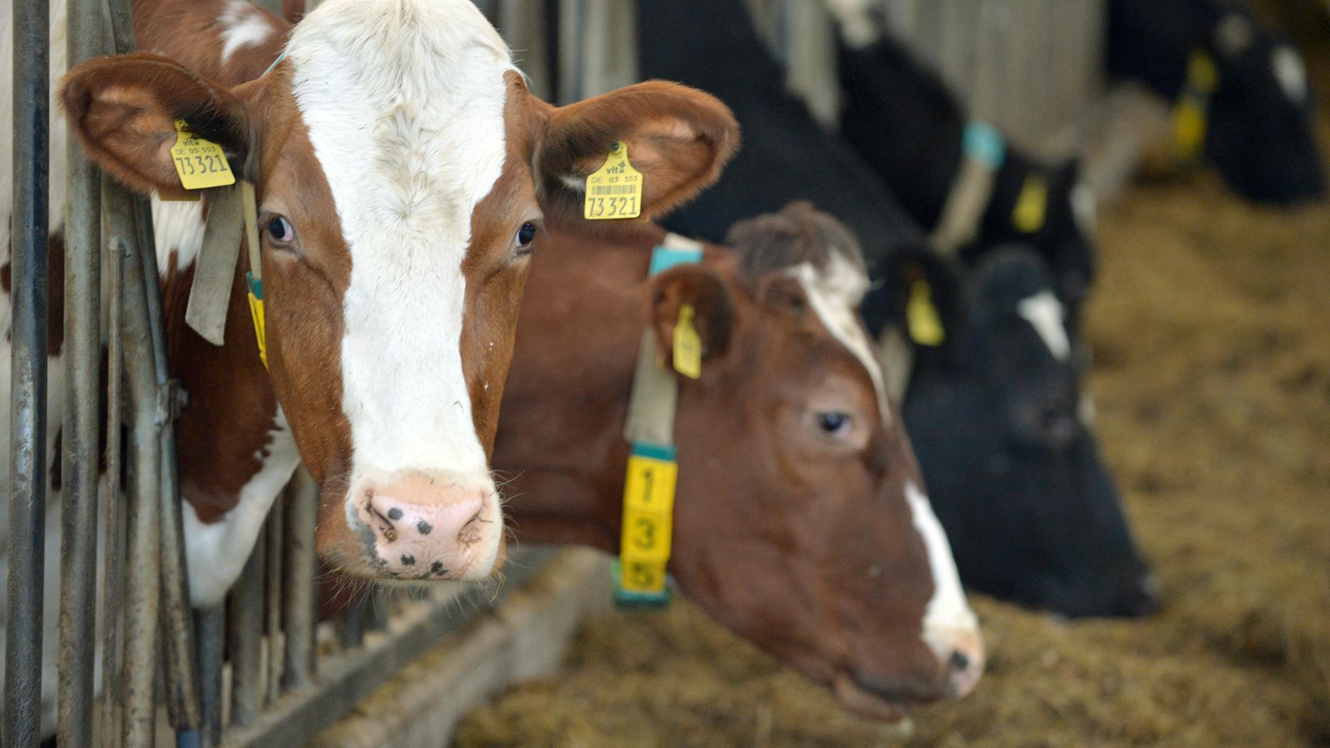 Milchkühe von Landwirt Schwarting stehen am 02.02.2015 in Stadtland (Niedersachsen) auf seinem Hof in einem Stall