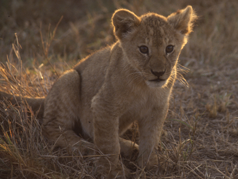 Löwenkinder begegnen den Touristen mit großen neugierigen Augen.