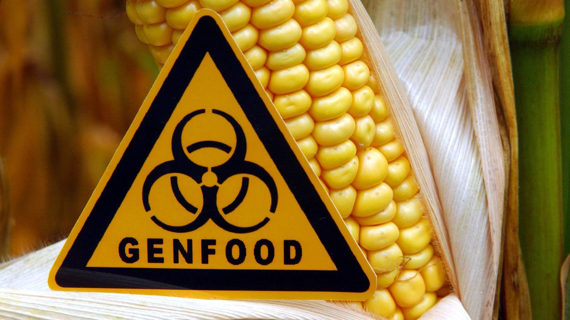 Symbolisch steht ein Schild mit der Aufschrift "Genfood" vor einem gentechnisch veränderten Maiskolben auf einem Feld nahe Ramin im Landkreis Uecker-Randow.