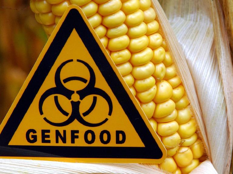 Symbolisch steht ein Schild mit der Aufschrift "Genfood" vor einem gentechnisch veränderten Maiskolben auf einem Feld nahe Ramin im Landkreis Uecker-Randow.