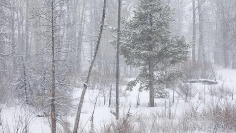 Während die Laubbäume in diesem Mischwald im Grand Teton National Park in Wyoming längst ihr kahles Winterkleid zeigen, kann die Drehkiefer auch unter derart unwirtlichen Bedingungen Fotosynthese betreiben