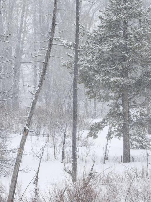 Während die Laubbäume in diesem Mischwald im Grand Teton National Park in Wyoming längst ihr kahles Winterkleid zeigen, kann die Drehkiefer auch unter derart unwirtlichen Bedingungen Fotosynthese betreiben