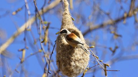 Beutelmeise-Männchen baut am Nest
