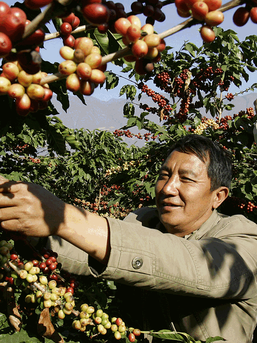 Chinesischer Bauer bei der Kaffeeernte.