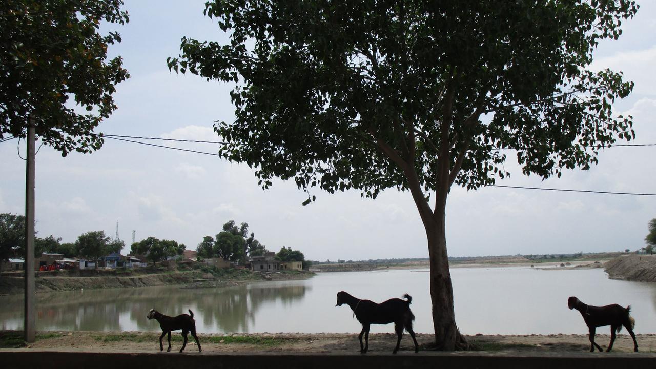 Ziegen auf der Straße im 7000-Einwohner-Dorf Soda im indischen Bundesstaat Rajasthan