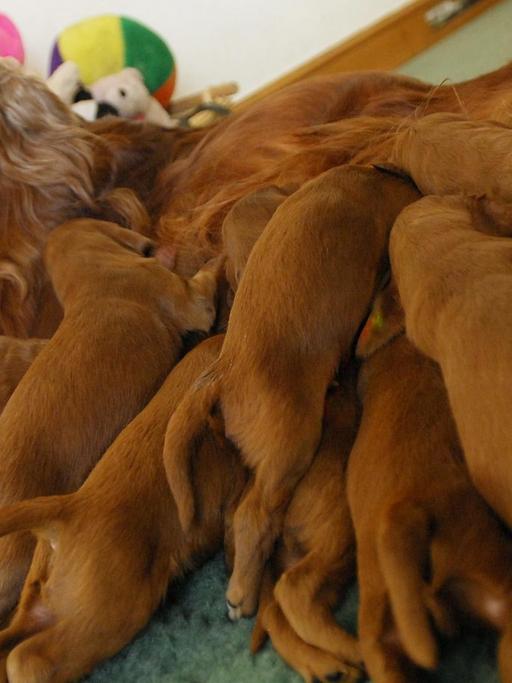 Die Hündin Kelly (2 Jahre), ein Irischer Setter, säugt am 1. Februar im englischen Terrington St Clement ihren umfangreichen Nachwuchs. Am 15. Januar 2008 hatte die Hundemutter nach zehn Stunden Geburt 16 Welpen zur Welt gebracht.