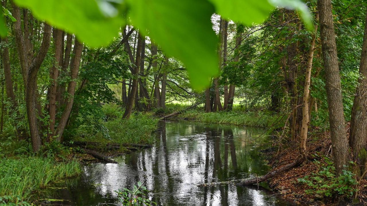 Der kleine Fluss Löcknitz fließt durch das gleichnamige Naturschutzgebiet Löcknitztal in der Gemeine Grünheide.