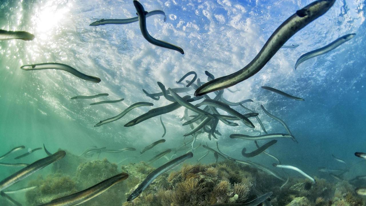 Europäische Aale (Anguilla anguilla) im Wasser. 