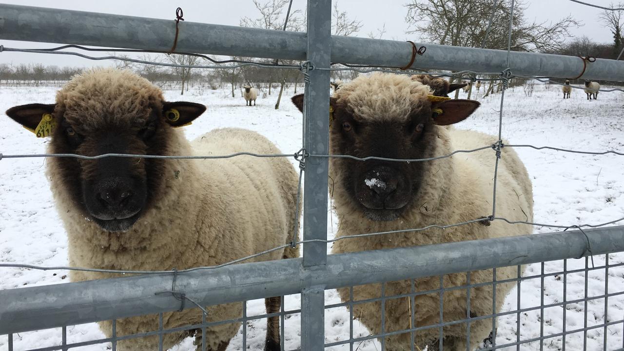 Zwei Schafe der Herde von Benoît Gille. Der Schafzüchter hat die Flächen der Obstplantage von Nestlé zur Verfügung gestellt bekommen. Zum Schutz der unterirdischen Wasserressourcen darf er jedoch kein Wasser aus den dort vorhandenen Brunnen holen.