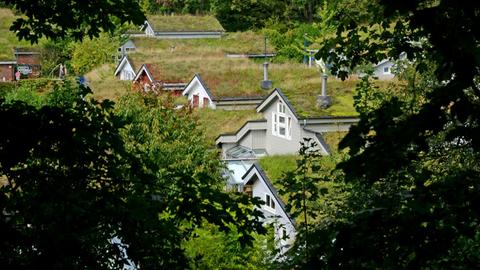 Mehrere Häuser mit komplett begrüntem Dach