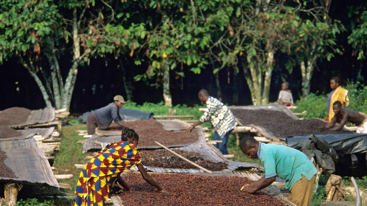 Eine Kakaofarm in der Nähe des Nationalparks Tai in der Elfenbeinküste