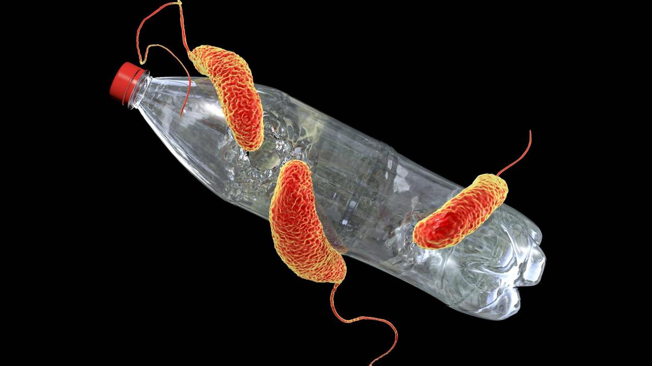 Computer-Illustration: Ideonella sakaiensis-Bakterien "fressen" eine Plastikflasche. 2016 berichteten Forscher über den Fund der Bakterienart in einer Plastikrecyclinganlage in Japan. Die Bakterien sind angeblich in der lage, Polyethylen-Terephthalate (PET) mit Hilfe von Enzymen als Energiequelle zu nutzen. 