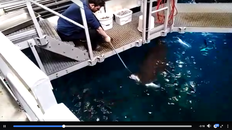 Screenshot aus einem Facebook Video des Ozeaneum Stralsund von der Haifütterung.