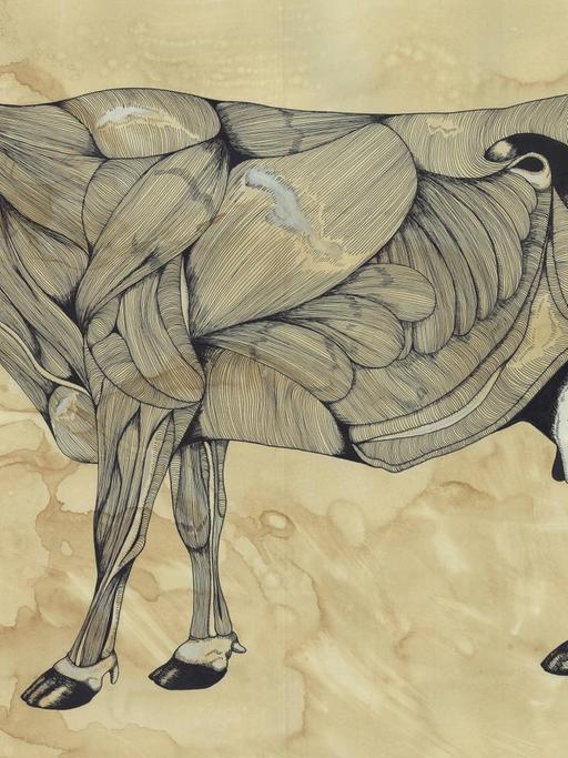 Eine Illustration zeigt in einer anatomischen Darstellung die Muskeln einer Kuh
