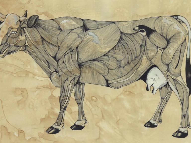 Eine Illustration zeigt in einer anatomischen Darstellung die Muskeln einer Kuh