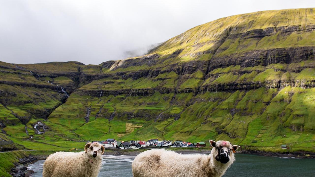 Färöer-Inseln: Schafe stehen in der Nähe der Gemeinde Tjornuvik an einem Hang. Die autonome, zu Dänemark gehörende Inselgruppe Färöer liegt im Nordatlantik zwischen Island, Schottland und Norwegen